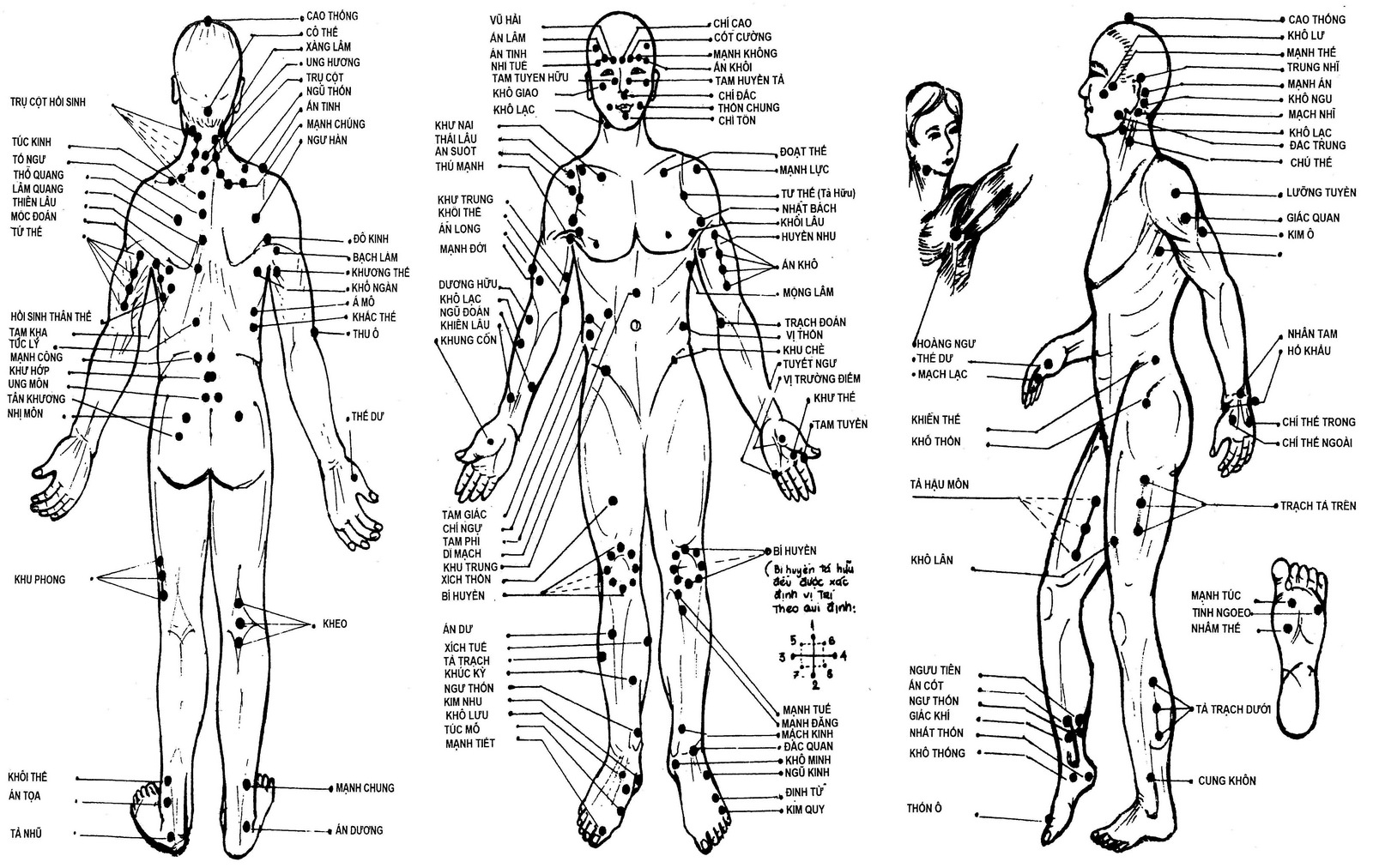 Huyệt có mối quan hệ chặt chẽ với các hoạt động sinh lý và biểu hiện bệnh lý của cơ thể 